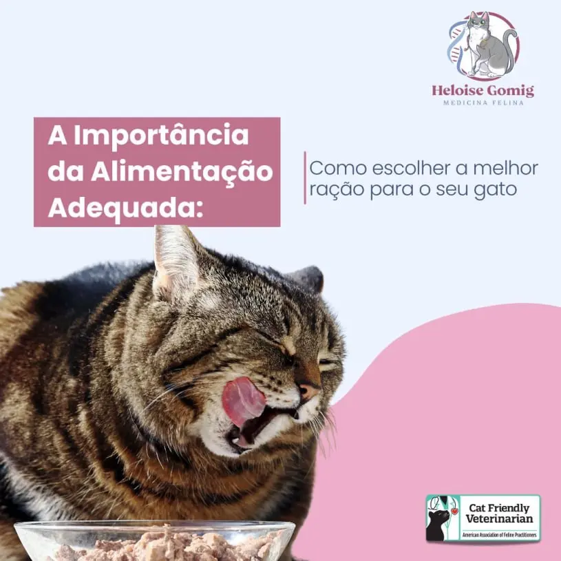 Alimentação adequada do seu gato